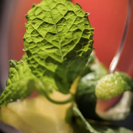 Szálloda La Griffe 4*